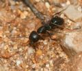 Camponotus aethiops